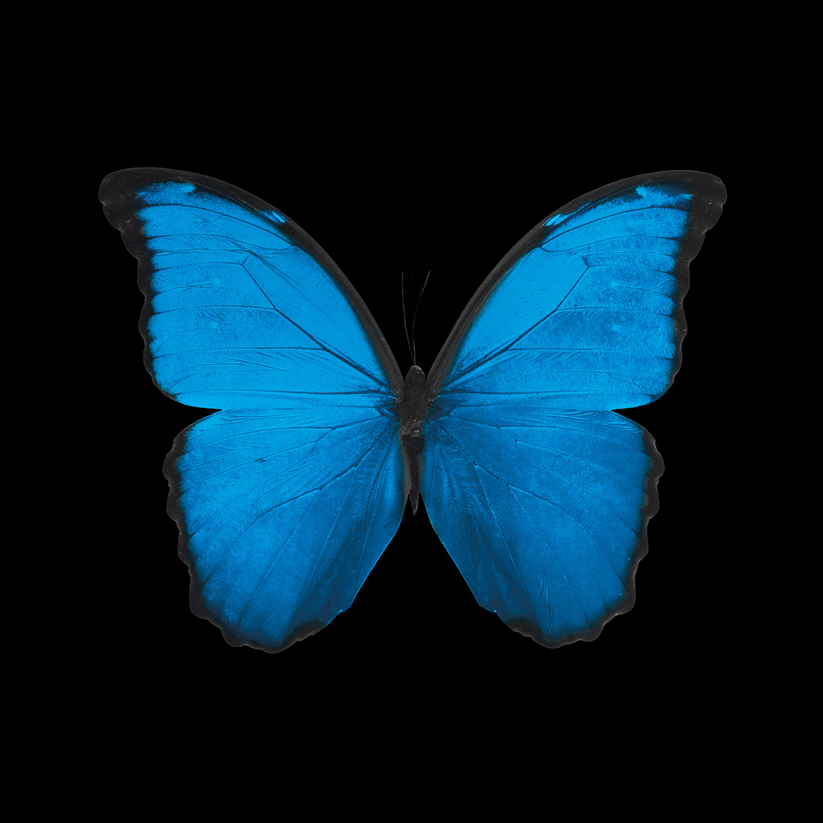 4films Fluffy Soft Bio